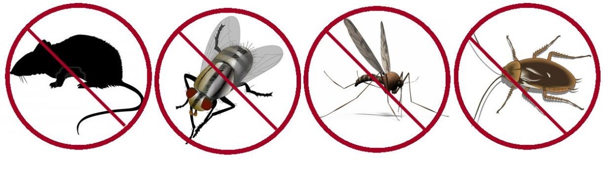 insectos en tratamiento de plagas