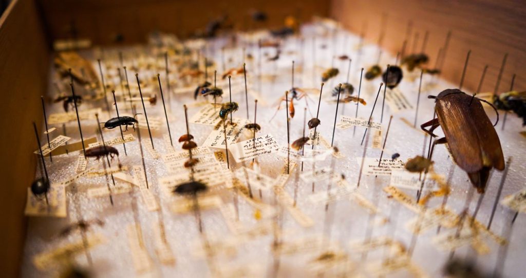 Insectos y control de plagas